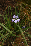 Iris unguicularis RCP3-10 071.jpg